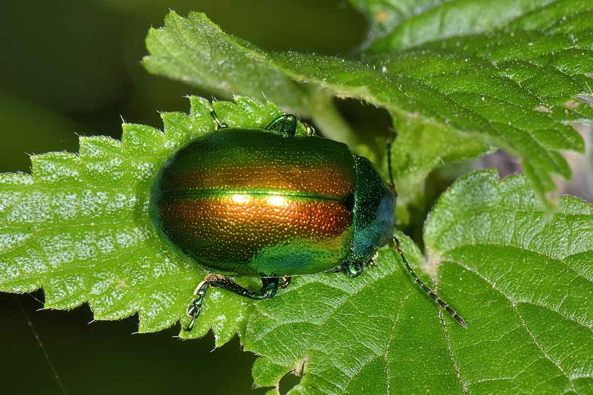 Chrysolina graminis, Chrysomelidae